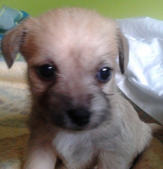 chucky con 1 mes. chucky con 1 mes.